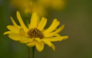 Preview wallpaper topinambur, macro, flower, petals, yellow