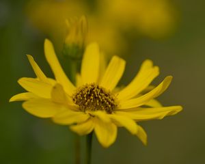 Preview wallpaper topinambur, macro, flower, petals, yellow