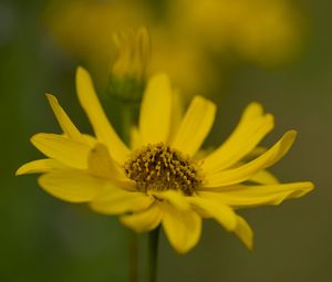 Preview wallpaper topinambur, macro, flower, petals, yellow