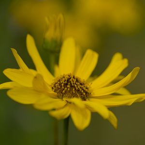 Preview wallpaper topinambur, macro, flower, petals, yellow