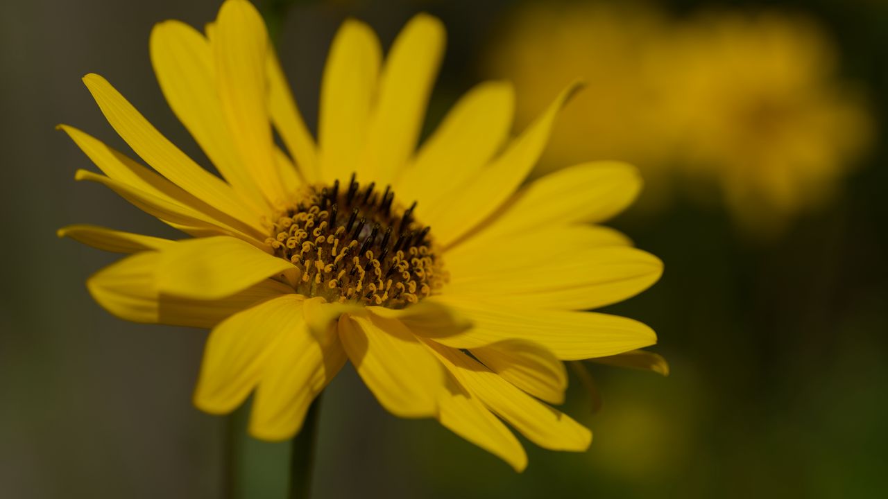 Wallpaper topinambur, petals, flower, macro, yellow