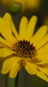 Preview wallpaper topinambur, petals, flower, macro, yellow