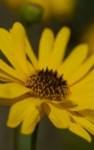 Preview wallpaper topinambur, petals, flower, macro, yellow