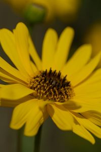 Preview wallpaper topinambur, petals, flower, macro, yellow