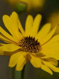 Preview wallpaper topinambur, petals, flower, macro, yellow