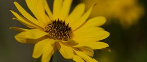 Preview wallpaper topinambur, petals, flower, macro, yellow