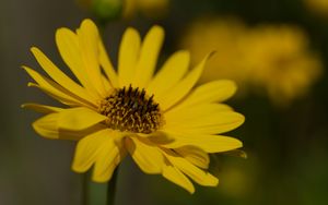 Preview wallpaper topinambur, petals, flower, macro, yellow