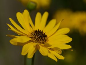 Preview wallpaper topinambur, petals, flower, macro, yellow