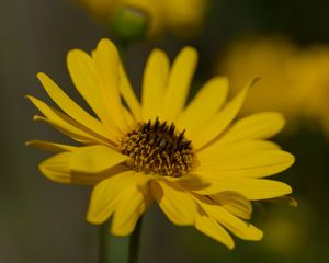 Preview wallpaper topinambur, petals, flower, macro, yellow