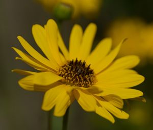 Preview wallpaper topinambur, petals, flower, macro, yellow