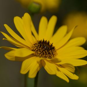 Preview wallpaper topinambur, petals, flower, macro, yellow
