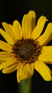 Preview wallpaper topinambur, petals, flower, macro, blur, yellow