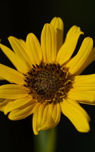 Preview wallpaper topinambur, petals, flower, macro, blur, yellow