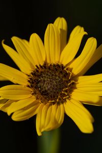 Preview wallpaper topinambur, petals, flower, macro, blur, yellow