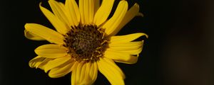 Preview wallpaper topinambur, petals, flower, macro, blur, yellow