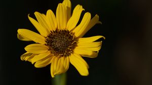 Preview wallpaper topinambur, petals, flower, macro, blur, yellow