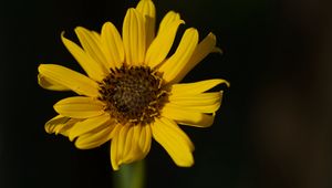 Preview wallpaper topinambur, petals, flower, macro, blur, yellow
