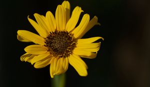Preview wallpaper topinambur, petals, flower, macro, blur, yellow