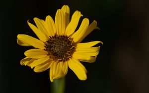 Preview wallpaper topinambur, petals, flower, macro, blur, yellow