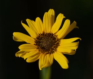 Preview wallpaper topinambur, petals, flower, macro, blur, yellow