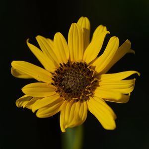 Preview wallpaper topinambur, petals, flower, macro, blur, yellow