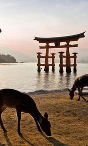 Preview wallpaper tori gate, walk, deer, river, beach, food