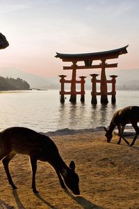 Preview wallpaper tori gate, walk, deer, river, beach, food