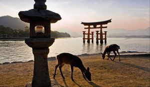 Preview wallpaper tori gate, walk, deer, river, beach, food