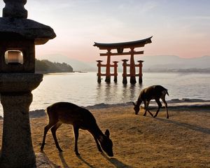 Preview wallpaper tori gate, walk, deer, river, beach, food