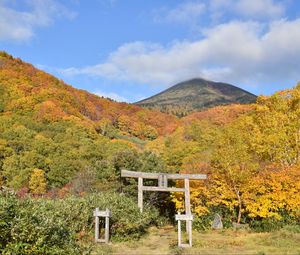 Preview wallpaper torii, forest, mountains, landscape, japan