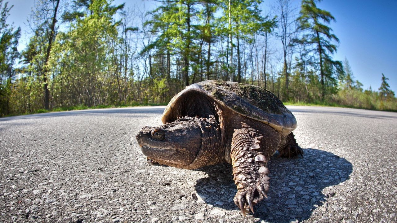 Wallpaper tortoise, road, trip, trees, shell