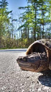 Preview wallpaper tortoise, road, trip, trees, shell