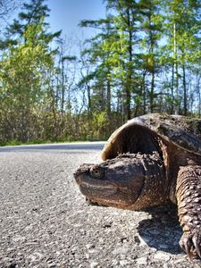 Preview wallpaper tortoise, road, trip, trees, shell