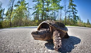 Preview wallpaper tortoise, road, trip, trees, shell