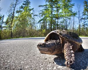 Preview wallpaper tortoise, road, trip, trees, shell