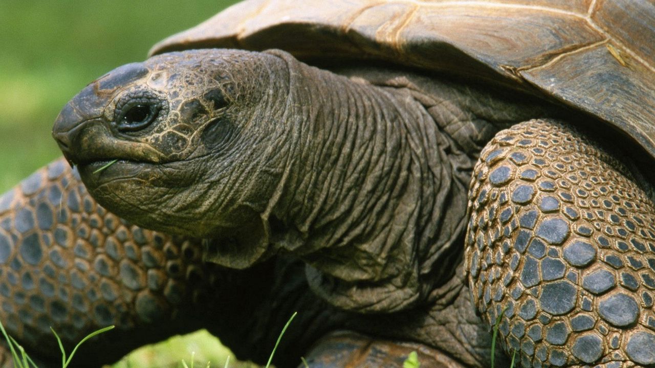 Wallpaper tortoise, shell, head, herb