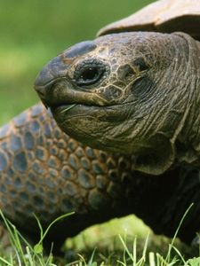 Preview wallpaper tortoise, shell, head, herb