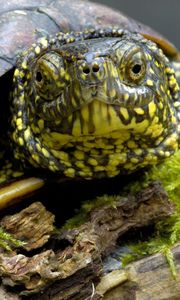 Preview wallpaper tortoise, shell, head