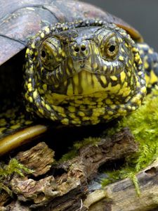 Preview wallpaper tortoise, shell, head