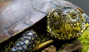 Preview wallpaper tortoise, shell, head