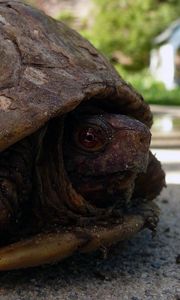 Preview wallpaper tortoise, shell, head