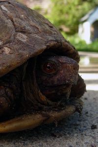 Preview wallpaper tortoise, shell, head
