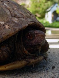 Preview wallpaper tortoise, shell, head