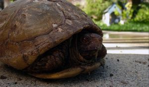 Preview wallpaper tortoise, shell, head