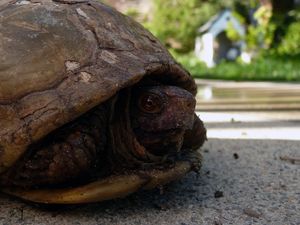 Preview wallpaper tortoise, shell, head