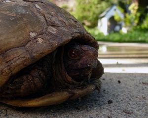 Preview wallpaper tortoise, shell, head