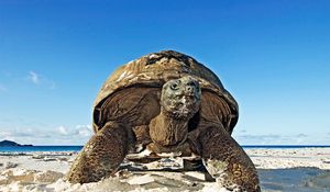 Preview wallpaper tortoise, shell, sand