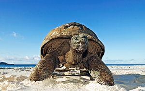 Preview wallpaper tortoise, shell, sand