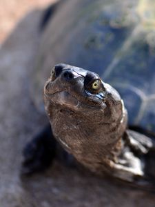 Preview wallpaper tortoise, shell, snout