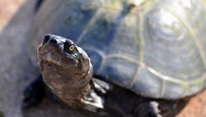 Preview wallpaper tortoise, shell, snout